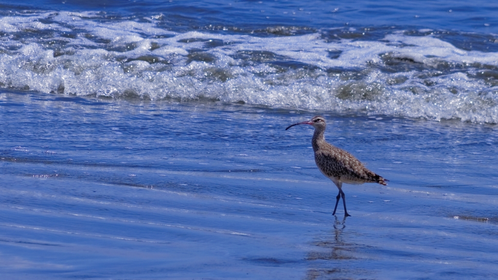 10 - Puerto Jimenez (10).jpg